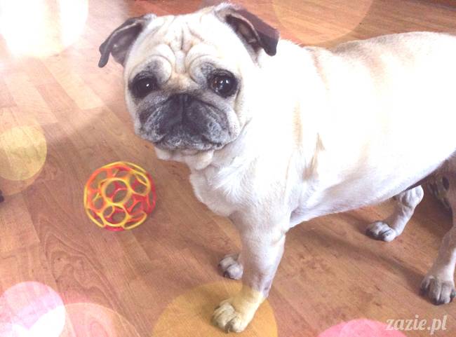 w czasie deszczu mopsiki mopsiczki się nudzą Kumok Miszur Zazie i Syd