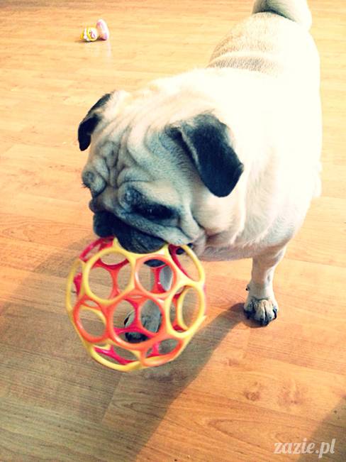 w czasie deszczu mopsiki mopsiczki się nudzą Kumok Miszur Zazie i Syd