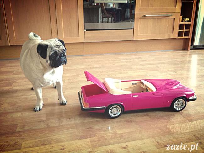 w czasie deszczu mopsiki mopsiczki się nudzą Kumok Miszur Zazie i Syd