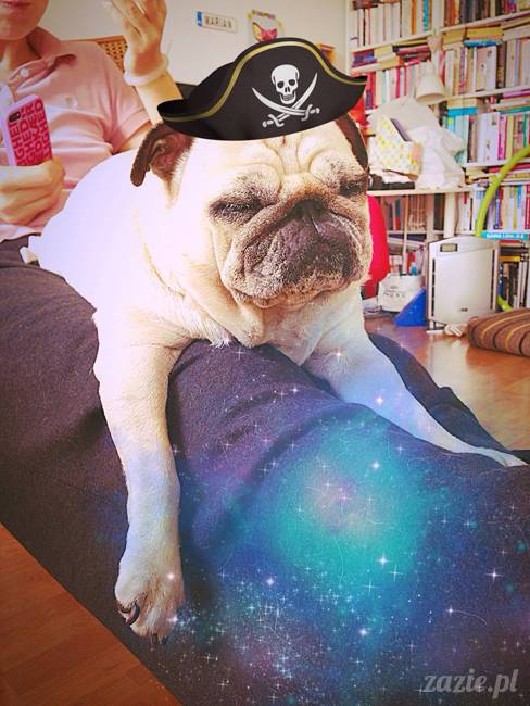 w czasie deszczu mopsiki mopsiczki się nudzą Kumok Miszur Zazie i Syd