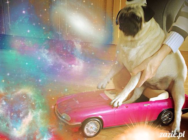 w czasie deszczu mopsiki mopsiczki się nudzą Kumok Miszur Zazie i Syd