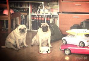 jesienne grzanie mopsiego dupona