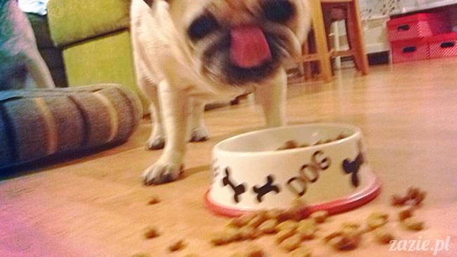 w czasie deszczu mopsiki mopsiczki się nudzą Kumok Miszur Zazie i Syd