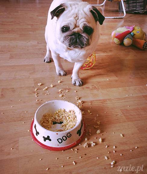 w czasie deszczu mopsiki mopsiczki się nudzą Kumok Miszur Zazie i Syd