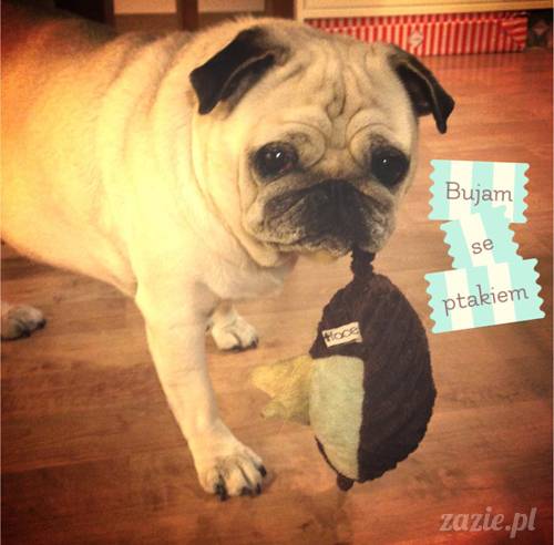 w czasie deszczu mopsiki mopsiczki się nudzą Kumok Miszur Zazie i Syd