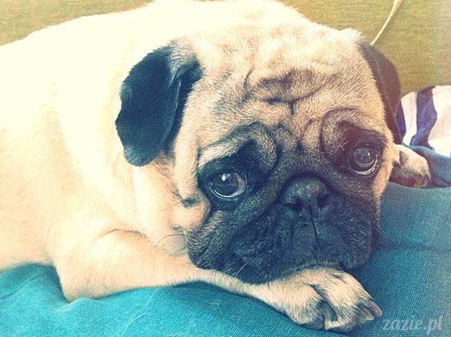 w czasie deszczu mopsiki mopsiczki się nudzą Kumok Miszur Zazie i Syd