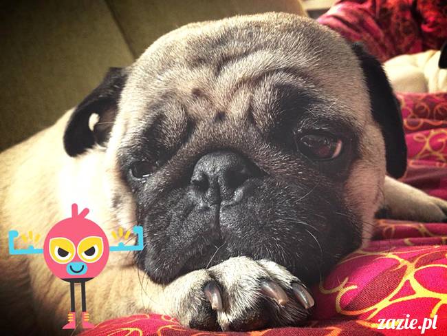 w czasie deszczu mopsiki mopsiczki się nudzą Kumok Miszur Zazie i Syd