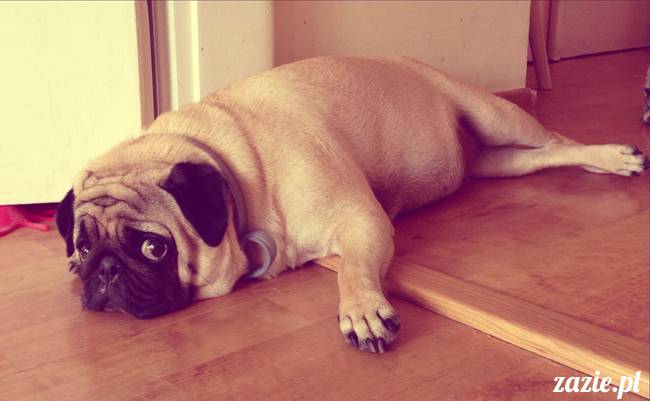 w czasie deszczu mopsiki mopsiczki się nudzą Kumok Miszur Zazie i Syd