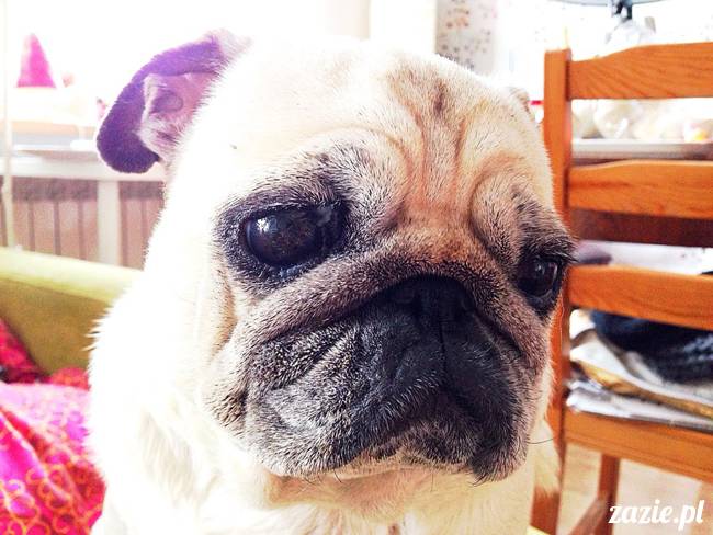 w czasie deszczu mopsiki mopsiczki się nudzą Kumok Miszur Zazie i Syd