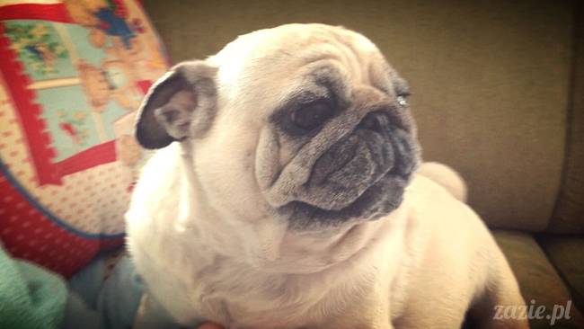 w czasie deszczu mopsiki mopsiczki się nudzą Kumok Miszur Zazie i Syd