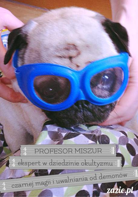 w czasie deszczu mopsiki mopsiczki się nudzą Kumok Miszur Zazie i Syd