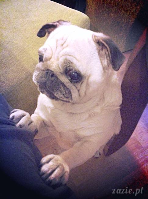 w czasie deszczu mopsiki mopsiczki się nudzą Kumok Miszur Zazie i Syd