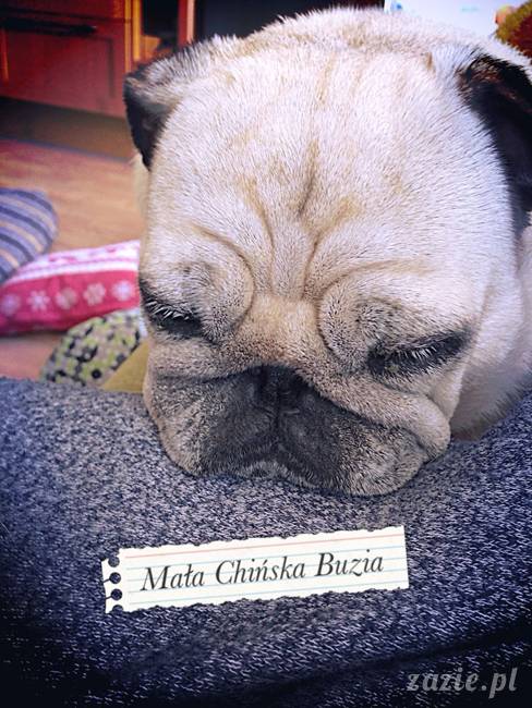 w czasie deszczu mopsiki mopsiczki się nudzą Kumok Miszur Zazie i Syd