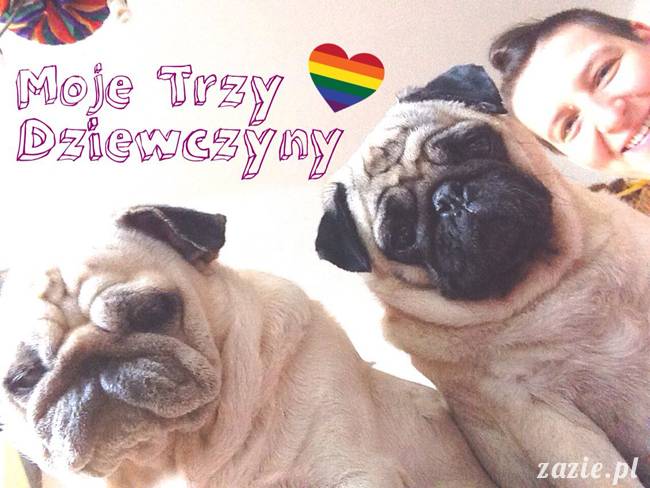 w czasie deszczu mopsiki mopsiczki się nudzą Kumok Miszur Zazie i Syd