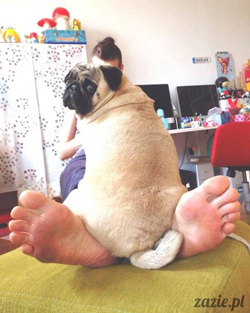 w czasie deszczu mopsiki mopsiczki się nudzą Kumok Miszur Zazie i Syd