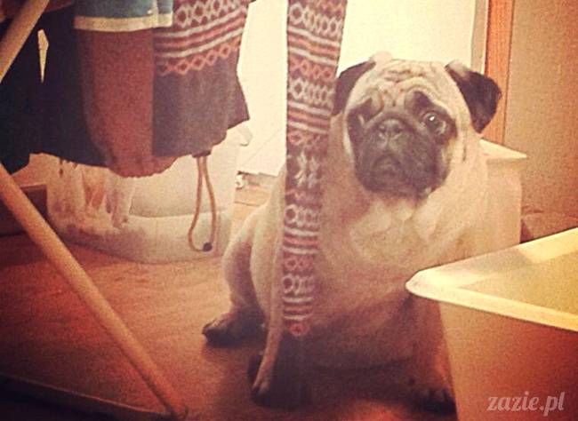 w czasie deszczu mopsiki mopsiczki się nudzą Kumok Miszur Zazie i Syd