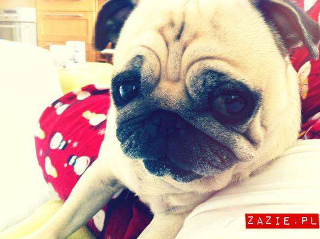 w czasie deszczu mopsiki mopsiczki się nudzą Kumok Miszur Zazie i Syd