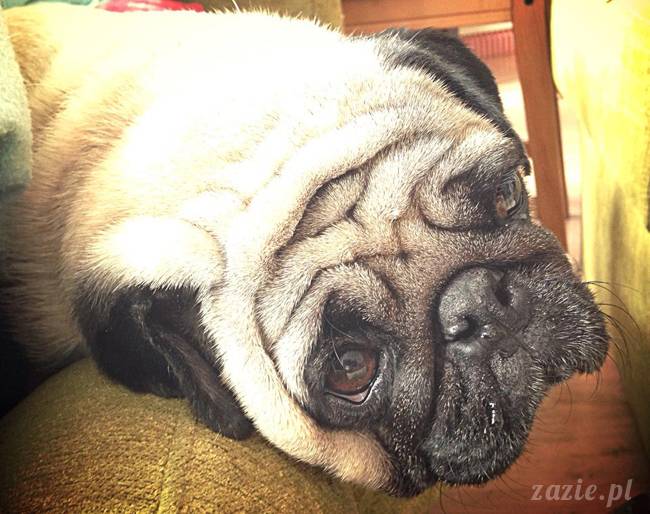 w czasie deszczu mopsiki mopsiczki się nudzą Kumok Miszur Zazie i Syd