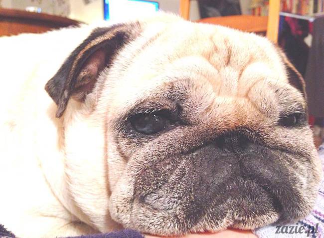 w czasie deszczu mopsiki mopsiczki się nudzą Kumok Miszur Zazie i Syd