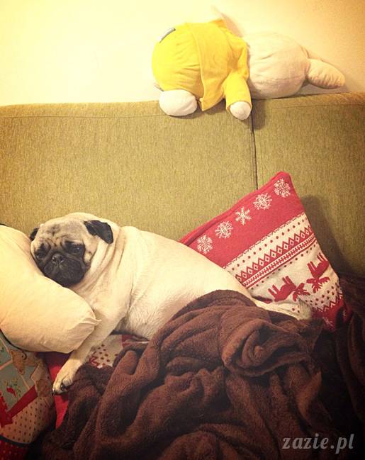 w czasie deszczu mopsiki mopsiczki się nudzą Kumok Miszur Zazie i Syd