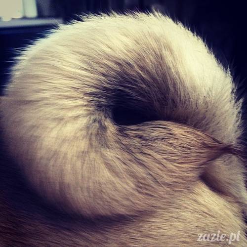 w czasie deszczu mopsiki mopsiczki się nudzą Kumok Miszur Zazie i Syd