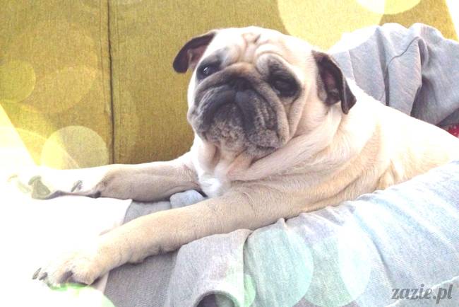 w czasie deszczu mopsiki mopsiczki się nudzą Kumok Miszur Zazie i Syd