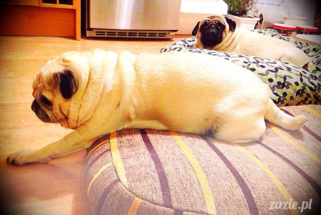 w czasie deszczu mopsiki mopsiczki się nudzą Kumok Miszur Zazie i Syd