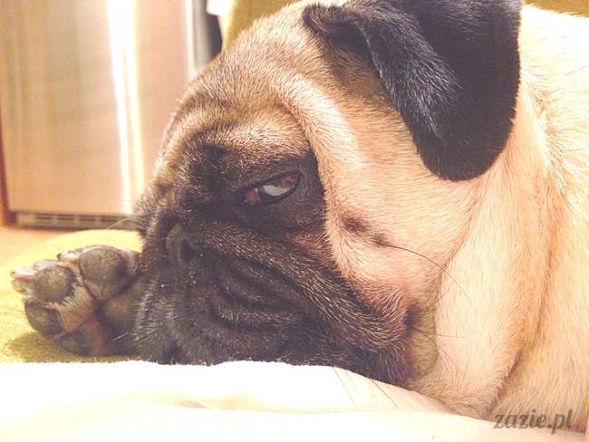 w czasie deszczu mopsiki mopsiczki się nudzą Kumok Miszur Zazie i Syd