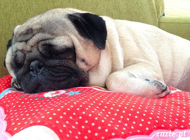 w czasie deszczu mopsiki mopsiczki się nudzą Kumok Miszur Zazie i Syd