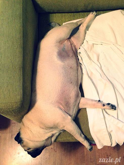 w czasie deszczu mopsiki mopsiczki się nudzą Kumok Miszur Zazie i Syd