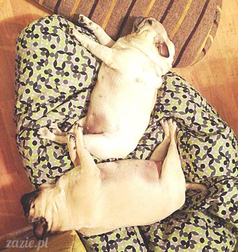 w czasie deszczu mopsiki mopsiczki się nudzą Kumok Miszur Zazie i Syd