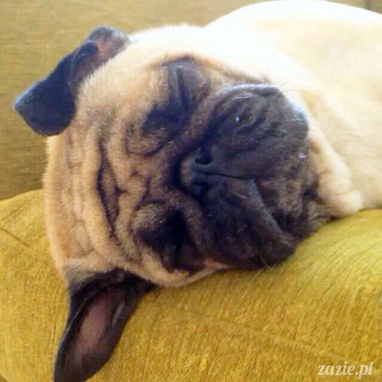 w czasie deszczu mopsiki mopsiczki się nudzą Kumok Miszur Zazie i Syd