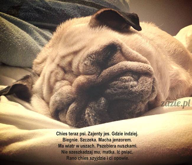 w czasie deszczu mopsiki mopsiczki się nudzą Kumok Miszur Zazie i Syd