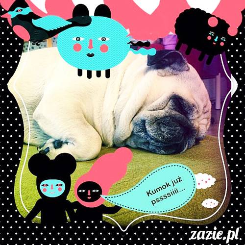 w czasie deszczu mopsiki mopsiczki się nudzą Kumok Miszur Zazie i Syd