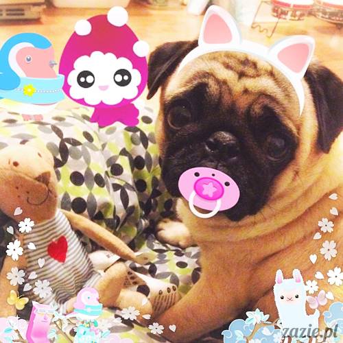 w czasie deszczu mopsiki mopsiczki się nudzą Kumok Miszur Zazie i Syd