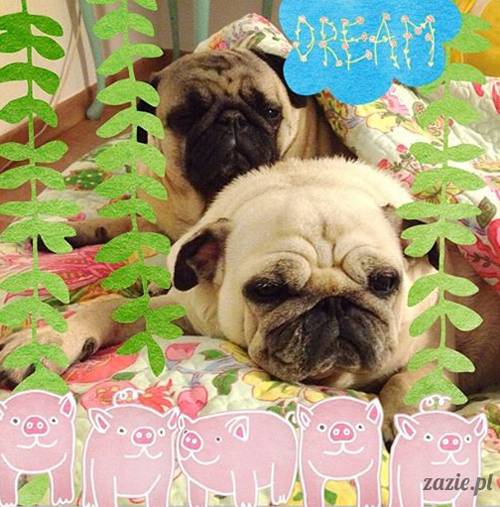 w czasie deszczu mopsiki mopsiczki się nudzą Kumok Miszur Zazie i Syd