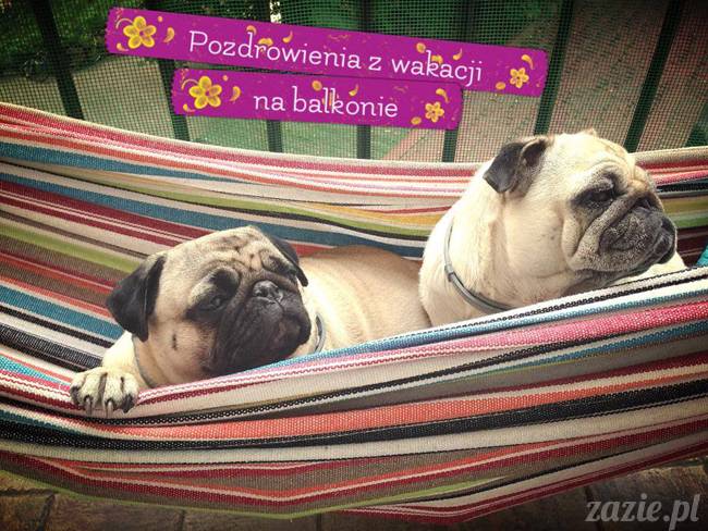 kumok_i_miszur_mopsy_na_balkonie_01