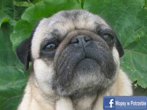 MOPS DO ADOPCJI: prześliczna Elfinka szuka kochającego domu