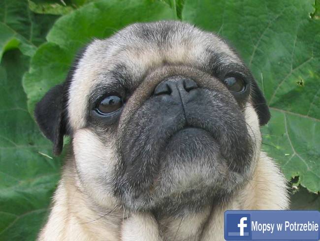 mops do adopcji, mopsiczka Elfinka, Mopsy w Potrzebie, przygarnij mopsa, mopsik szuka domu