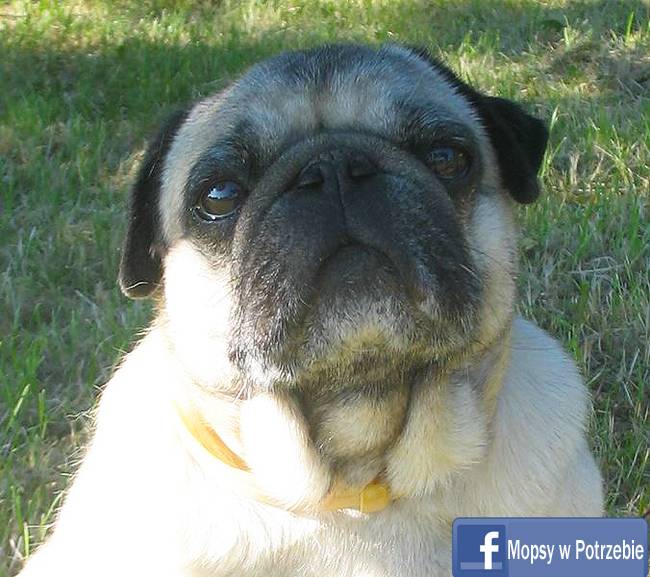 mops do adopcji, mopsiczka Elfinka, Mopsy w Potrzebie, przygarnij mopsa, mopsik szuka domu