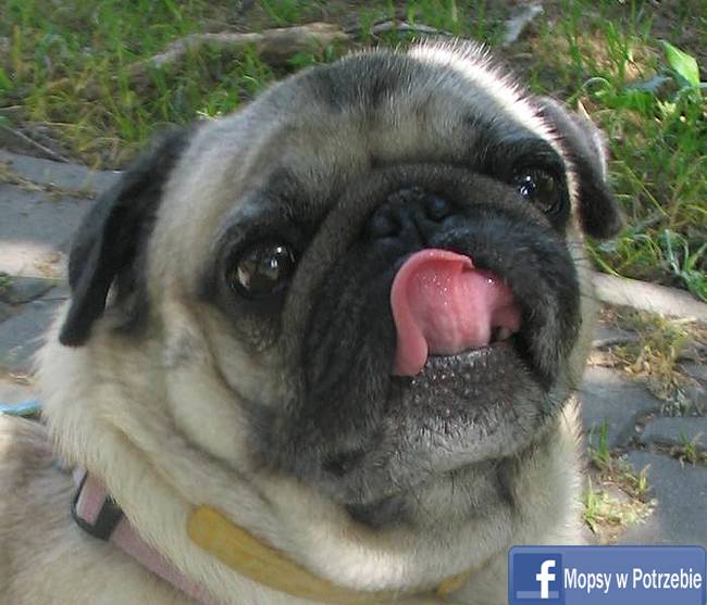 mops do adopcji, mopsiczka Elfinka, Mopsy w Potrzebie, przygarnij mopsa, mopsik szuka domu