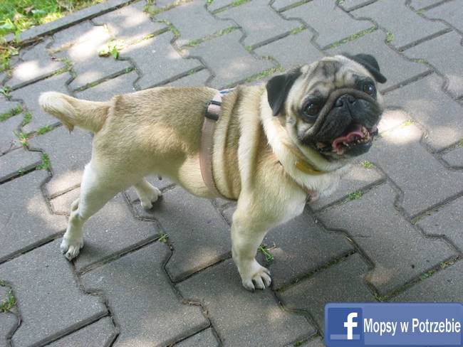 mops do adopcji, mopsiczka Elfinka, Mopsy w Potrzebie, przygarnij mopsa, mopsik szuka domu