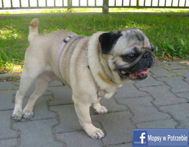 mops do adopcji, mopsiczka Elfinka, Mopsy w Potrzebie, przygarnij mopsa, mopsik szuka domu