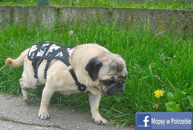 mops do adopcji, mopsiczka Elfinka, Mopsy w Potrzebie, przygarnij mopsa, mopsik szuka domu