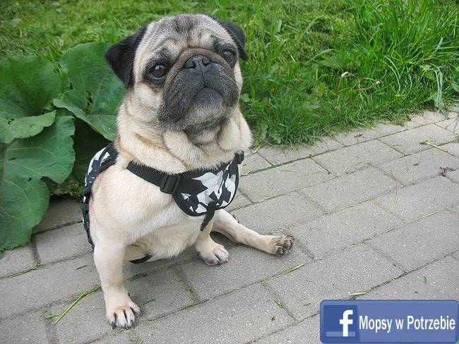 mops do adopcji, mopsiczka Elfinka, Mopsy w Potrzebie, przygarnij mopsa, mopsik szuka domu