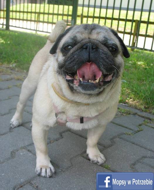 mops do adopcji, mopsiczka Elfinka, Mopsy w Potrzebie, przygarnij mopsa, mopsik szuka domu