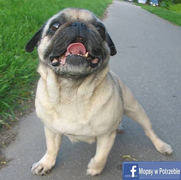 mops do adopcji, mopsiczka Elfinka, Mopsy w Potrzebie, przygarnij mopsa, mopsik szuka domu