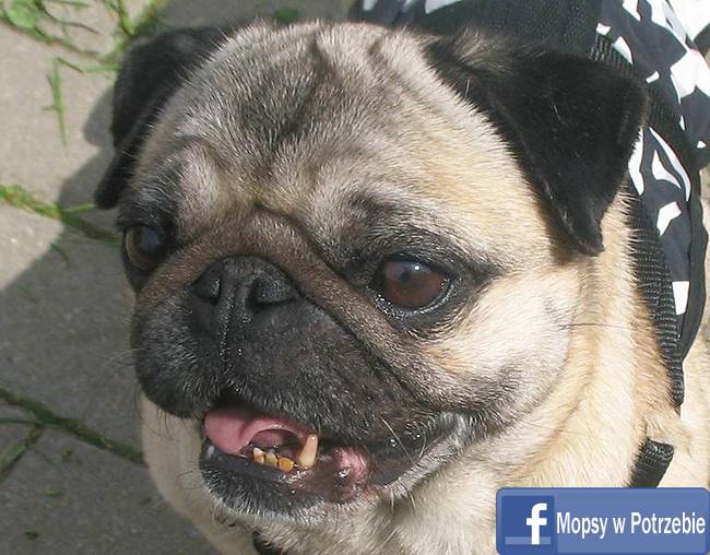 mops do adopcji, mopsiczka Elfinka, Mopsy w Potrzebie, przygarnij mopsa, mopsik szuka domu