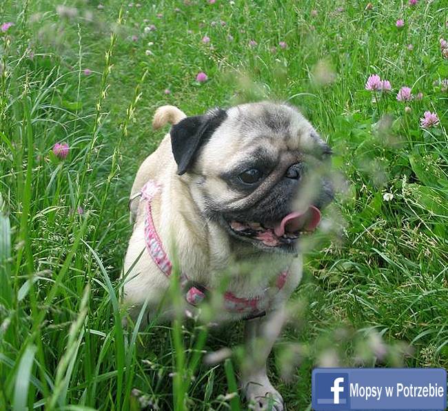 mops do adopcji, mopsiczka Elfinka, Mopsy w Potrzebie, przygarnij mopsa, mopsik szuka domu