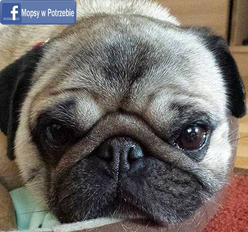 mops do adopcji, mopsiczka Elfinka, Mopsy w Potrzebie, przygarnij mopsa, mopsik szuka domu